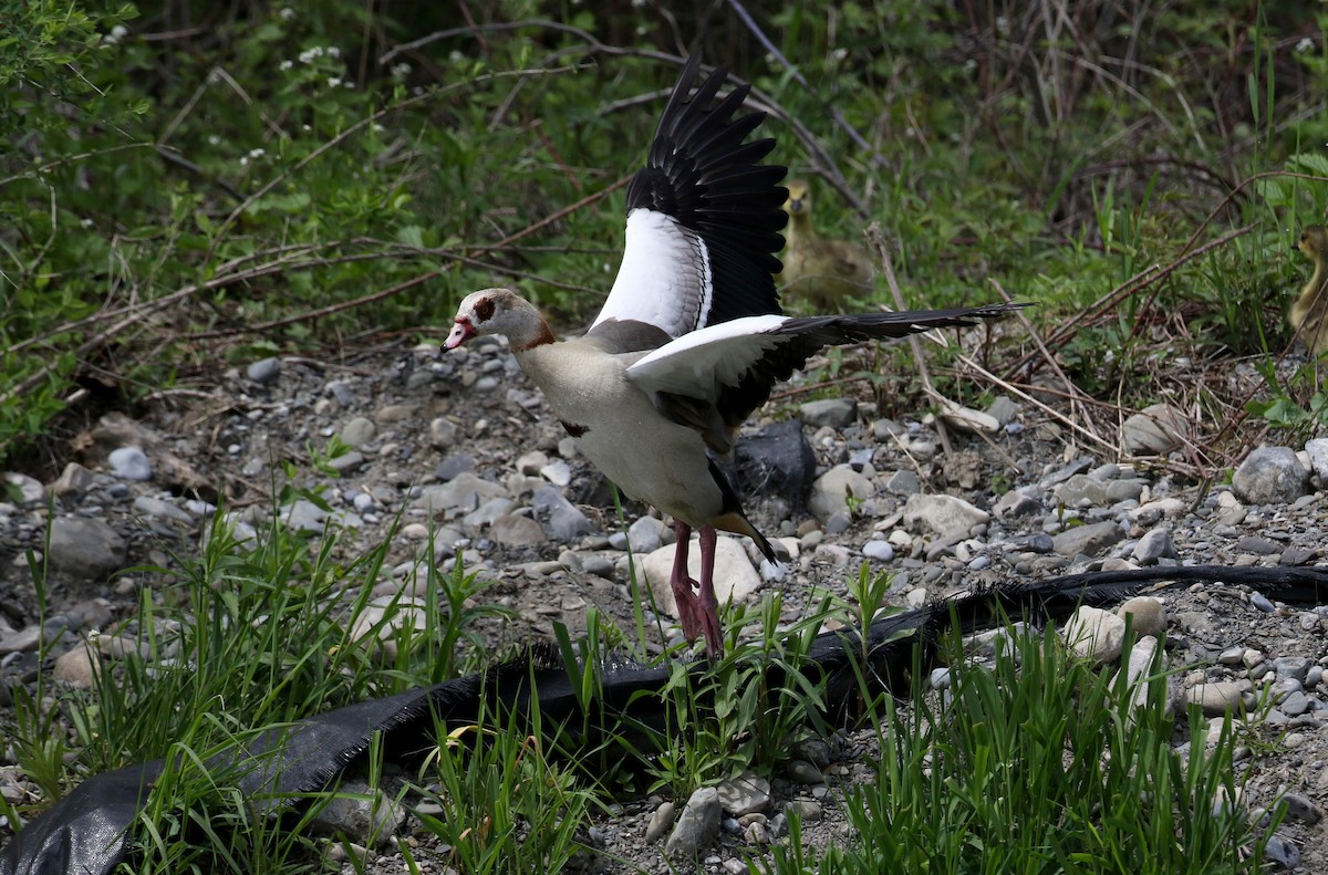 Egyptian Goose - ML194233891