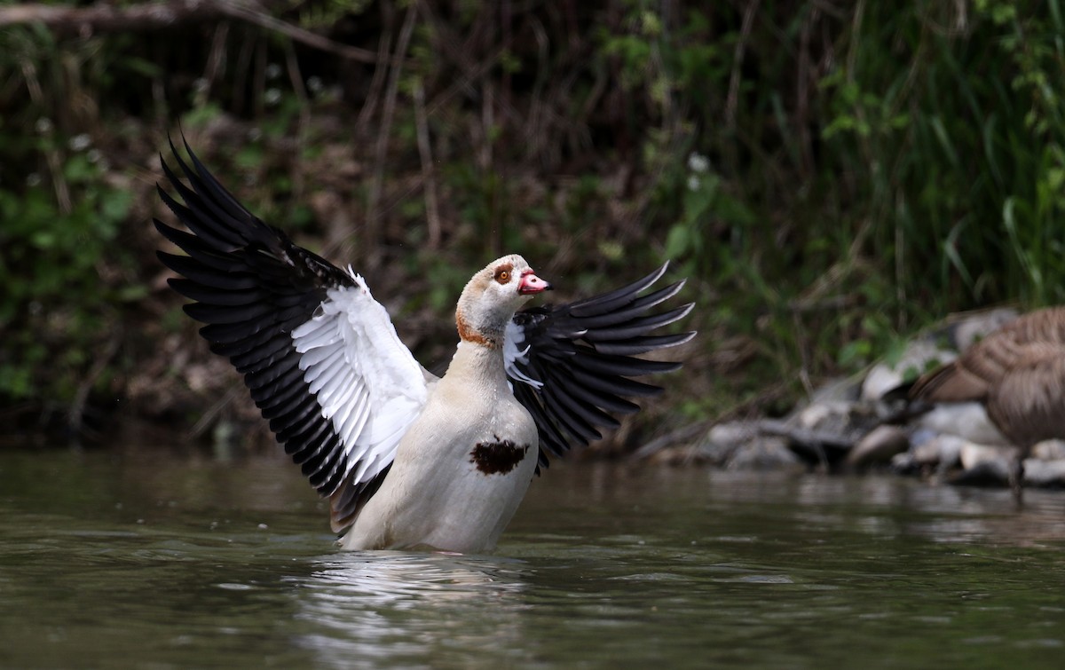 Egyptian Goose - ML194234211