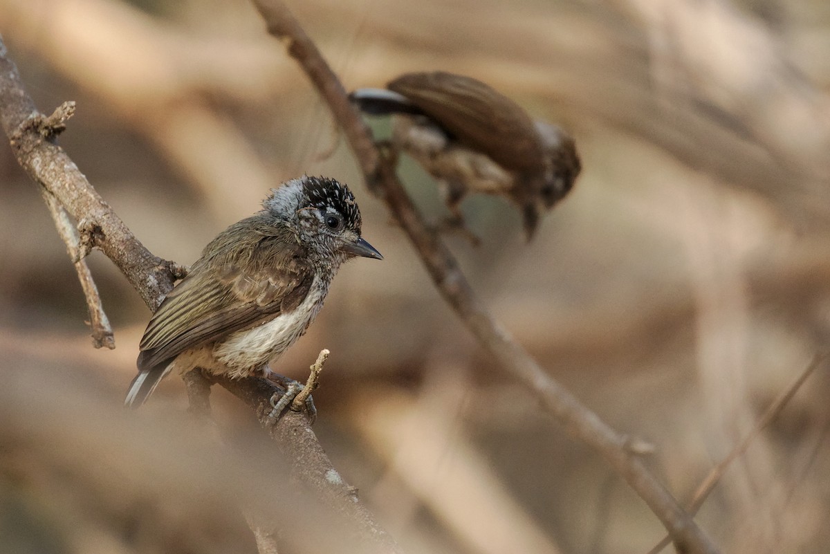 Ecuadorian Piculet - ML194234321