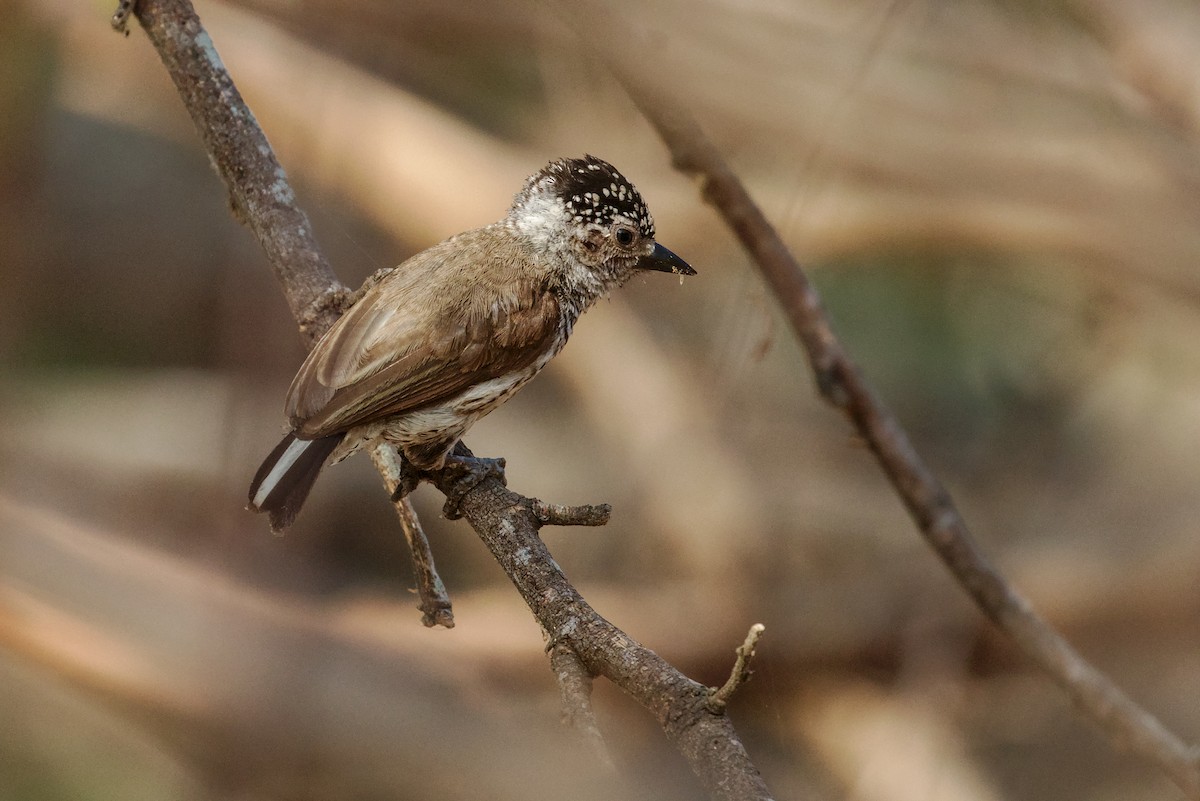 Ecuadorian Piculet - ML194235271