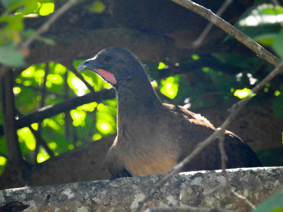 Plain Chachalaca - Daniel Garrigues