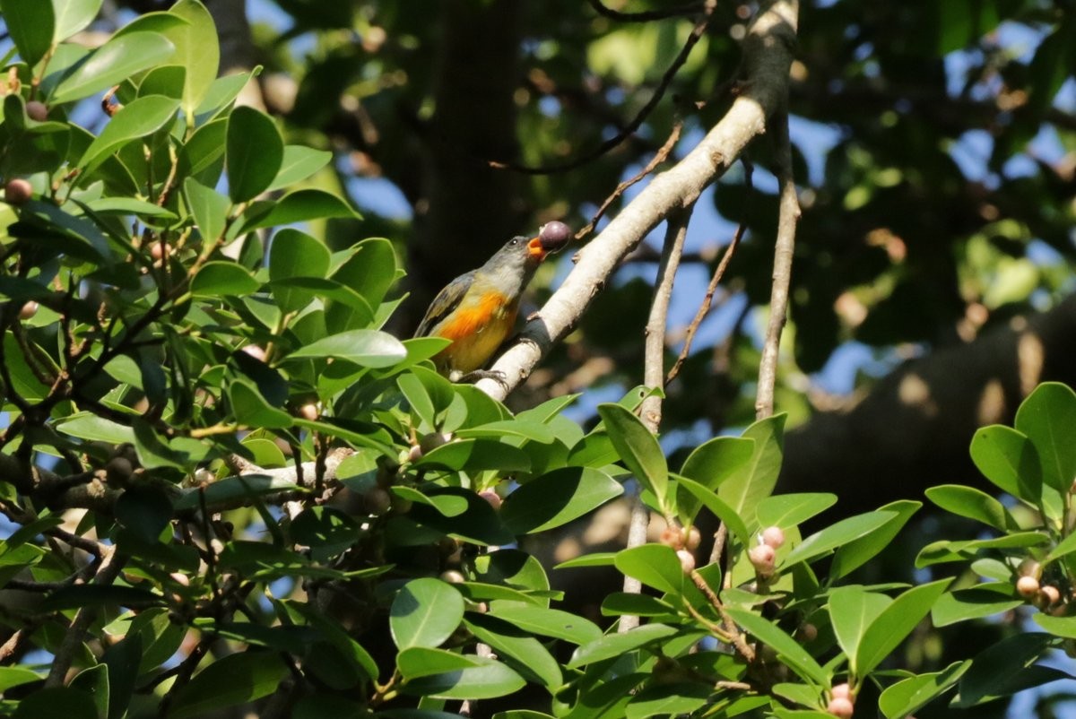 Orange-bellied Flowerpecker - ML194235501