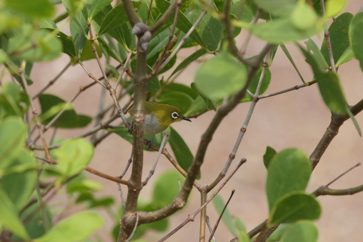 Swinhoe's White-eye - ML194235741