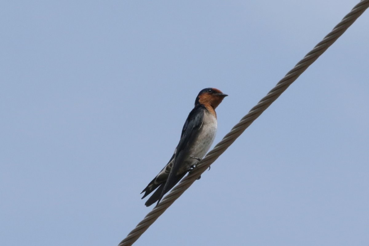Pacific Swallow - ML194235761