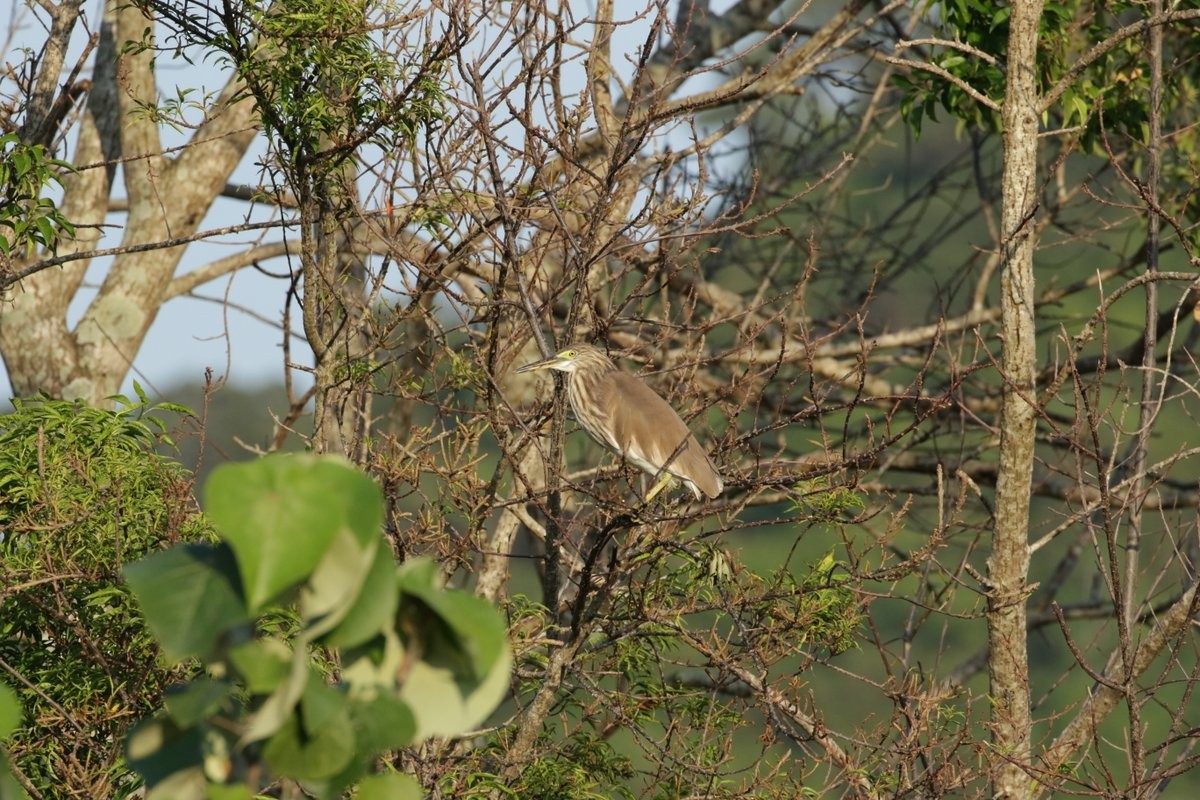 Chinese Pond-Heron - ML194235901