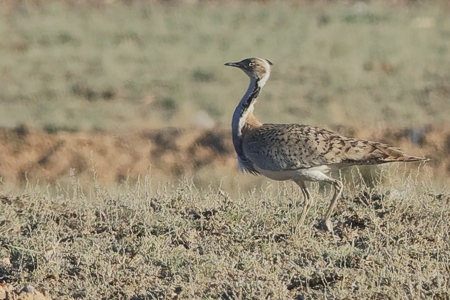 Macqueen's Bustard - ML194236591