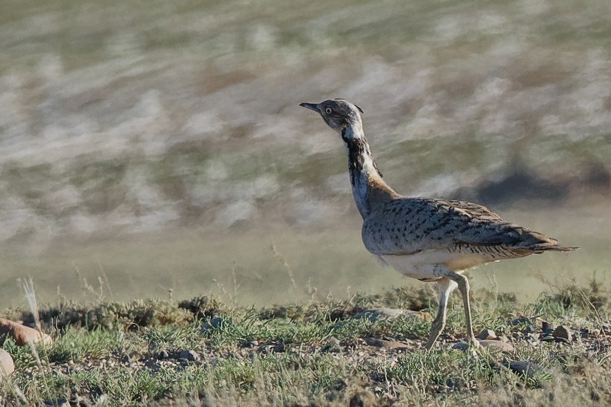 Macqueen's Bustard - ML194236841