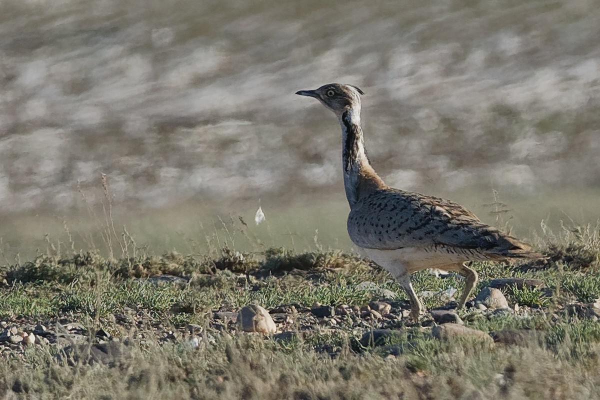 Macqueen's Bustard - ML194236851