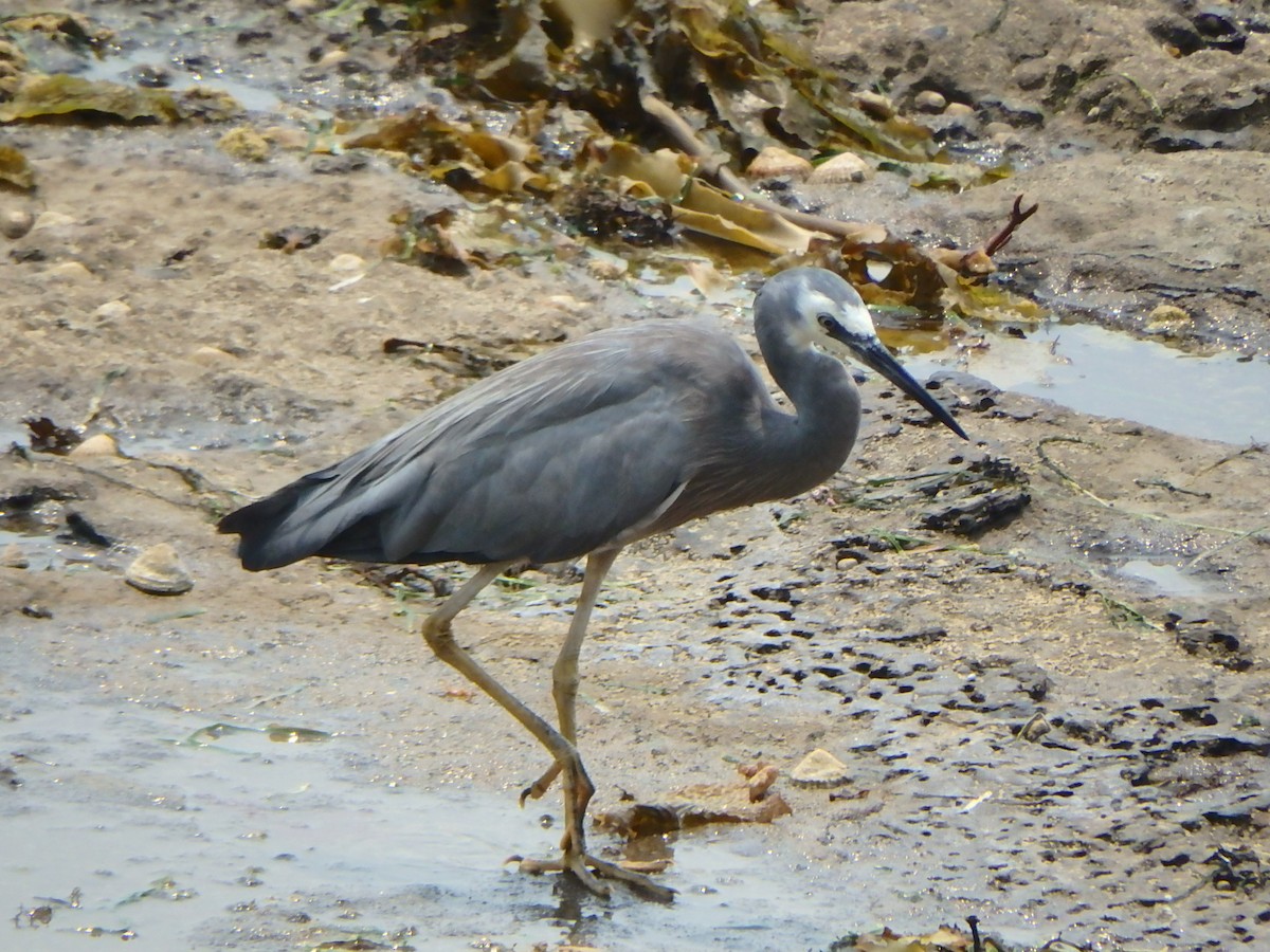 White-faced Heron - ML194237901