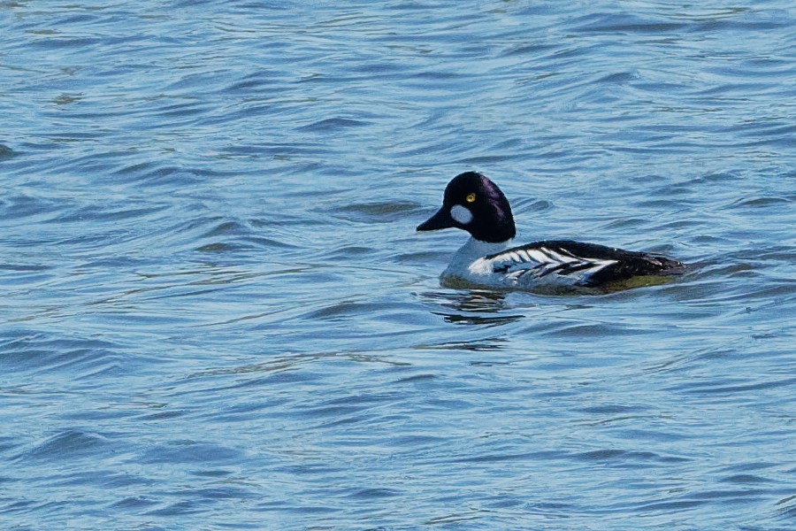 Common Goldeneye - ML194237911