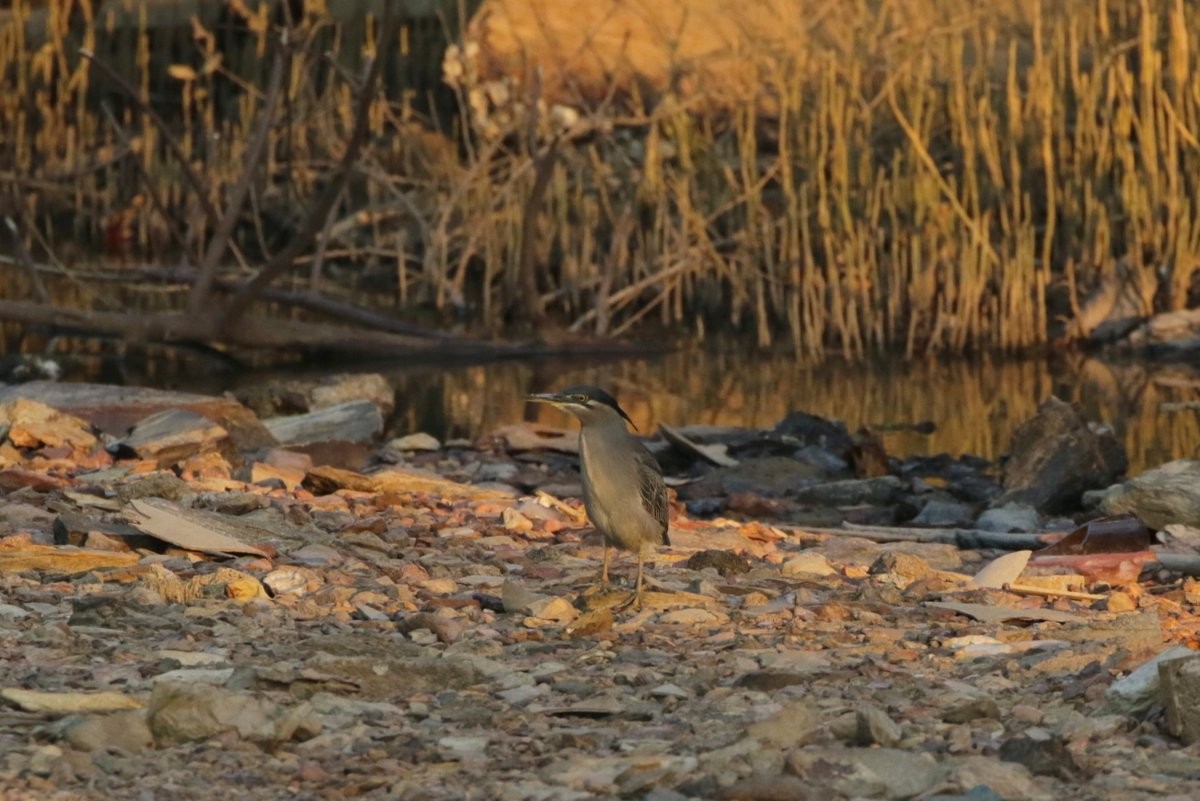 Striated Heron - ML194237971