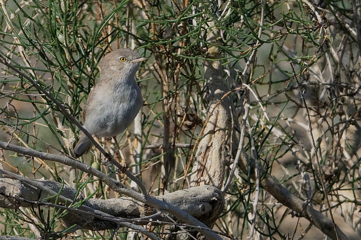 Asian Desert Warbler - ML194238181