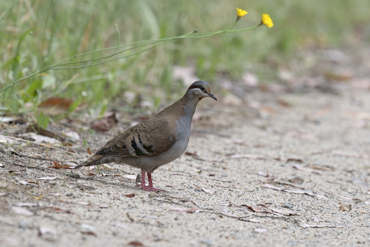 Brush Bronzewing - ML194239411