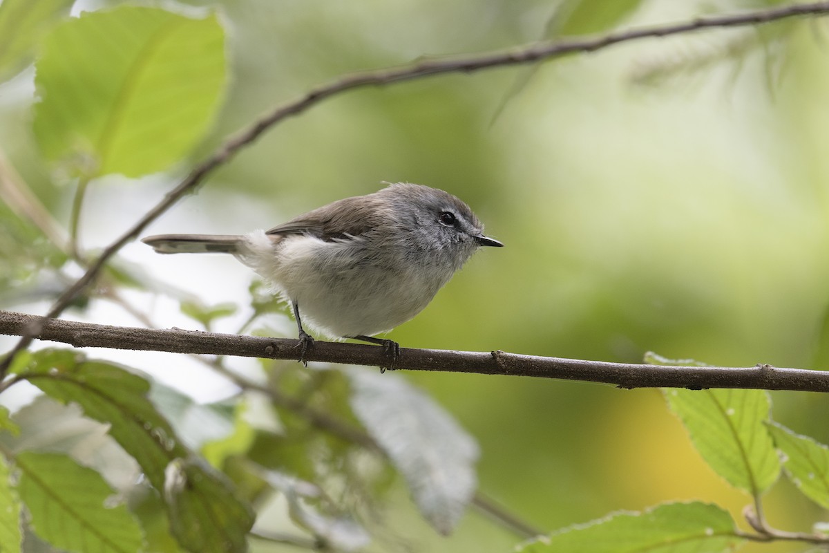 Brown Gerygone - ML194239451