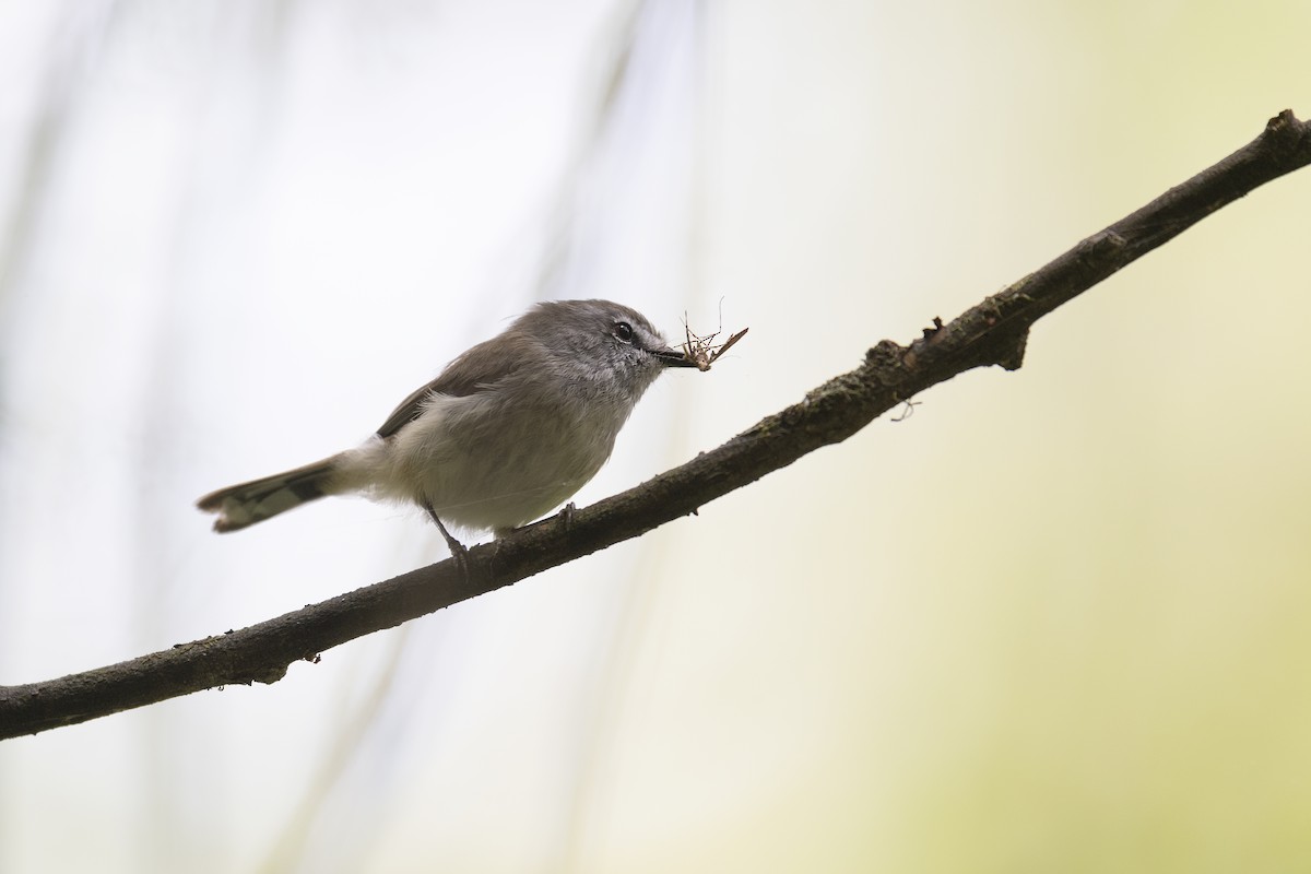Brown Gerygone - ML194239601