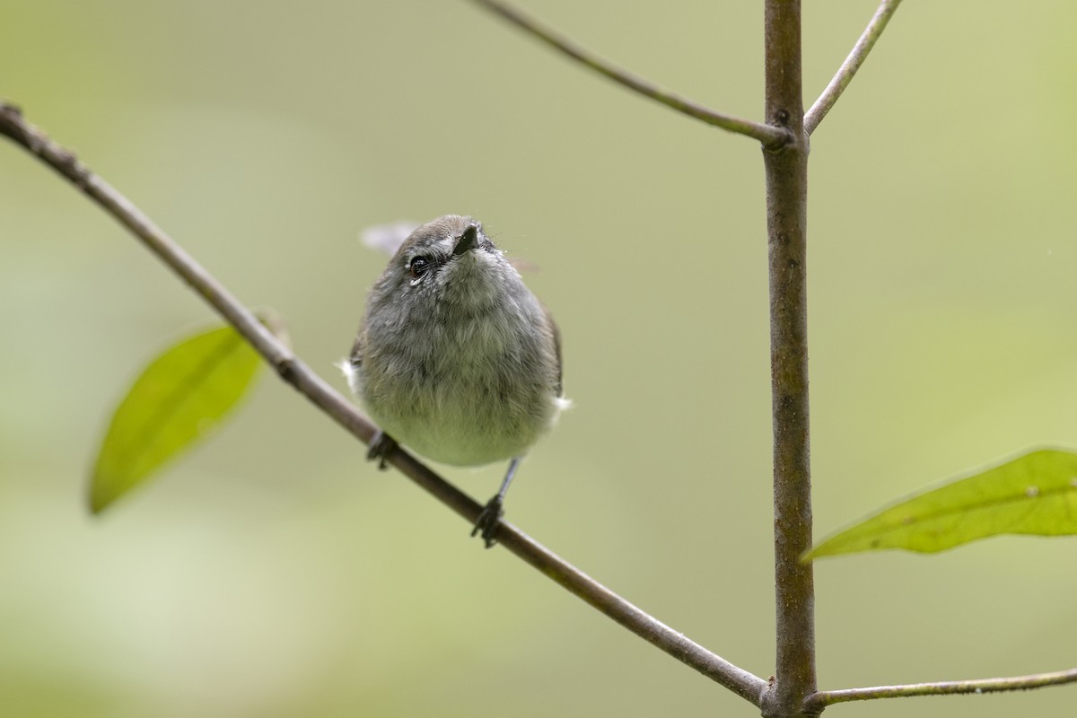 Brown Gerygone - ML194239621