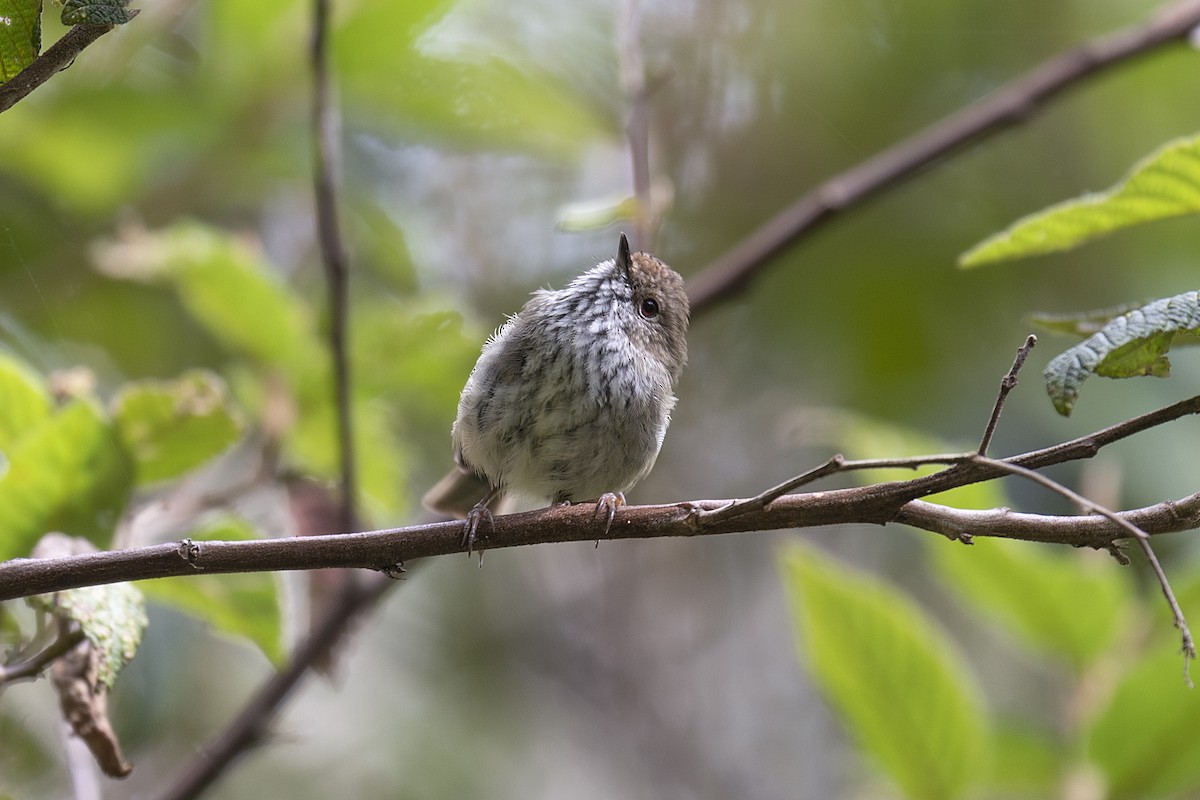 Brown Thornbill - ML194240021