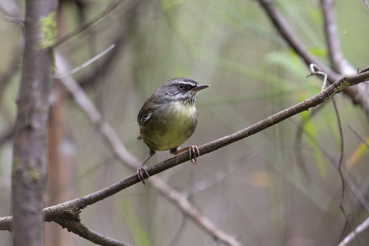 White-browed Scrubwren (White-browed) - ML194240061