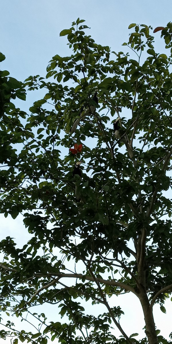 Oriental Pied-Hornbill - ML194240301