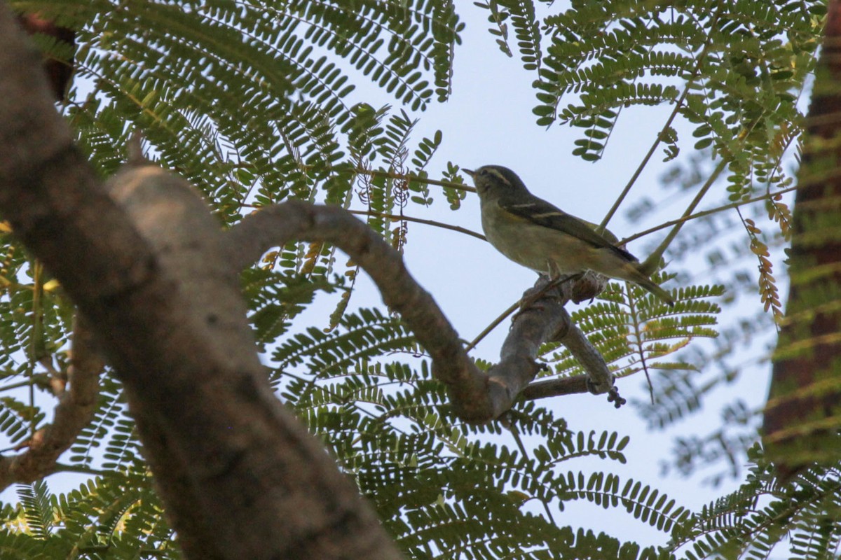Yellow-browed Warbler - ML194241731