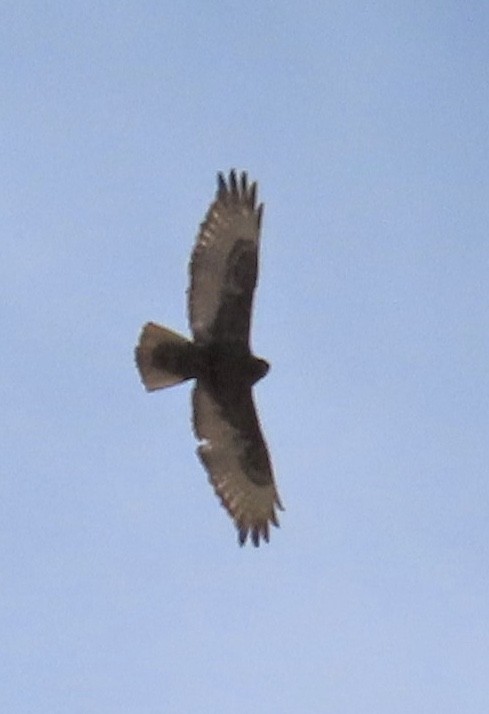 Rotschwanzbussard - ML194242201