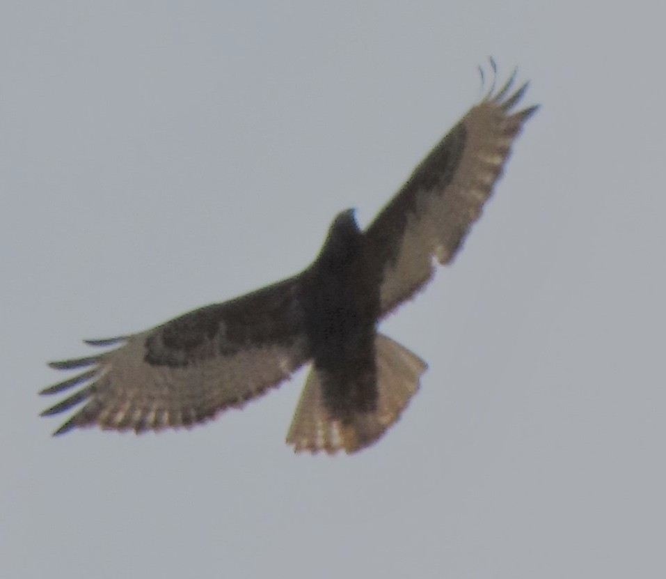 Red-tailed Hawk - Diane Roberts