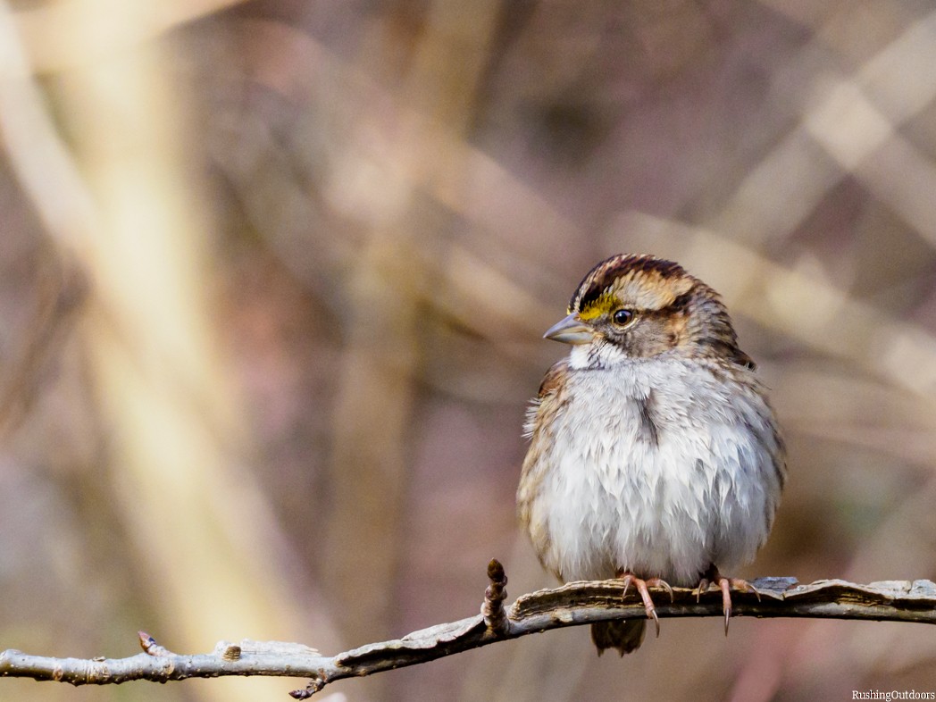 White-throated Sparrow - ML194242401