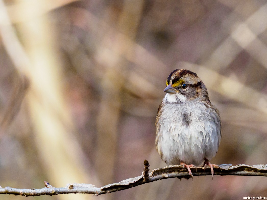 White-throated Sparrow - ML194242411