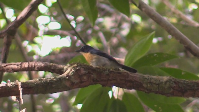 Palawan Blue Flycatcher - ML194243871