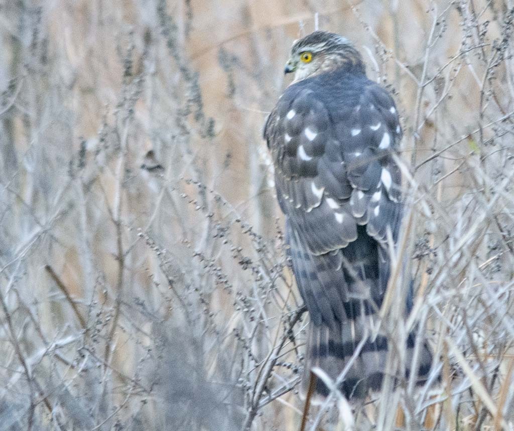 Sharp-shinned Hawk - ML194244371