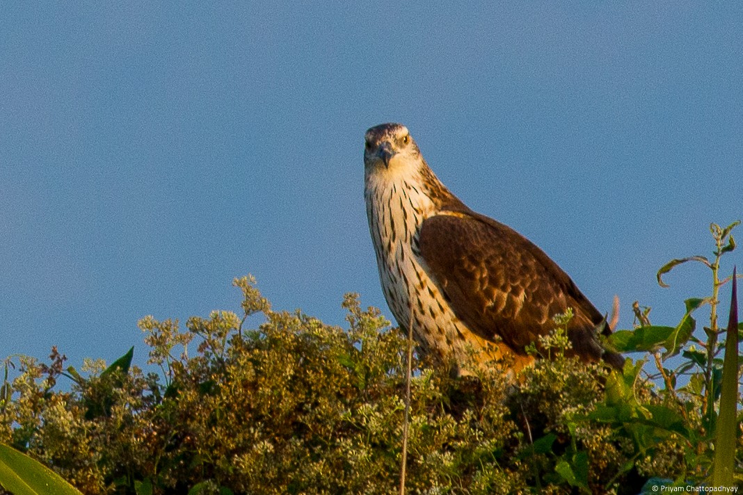 Oriental Honey-buzzard - ML194246331