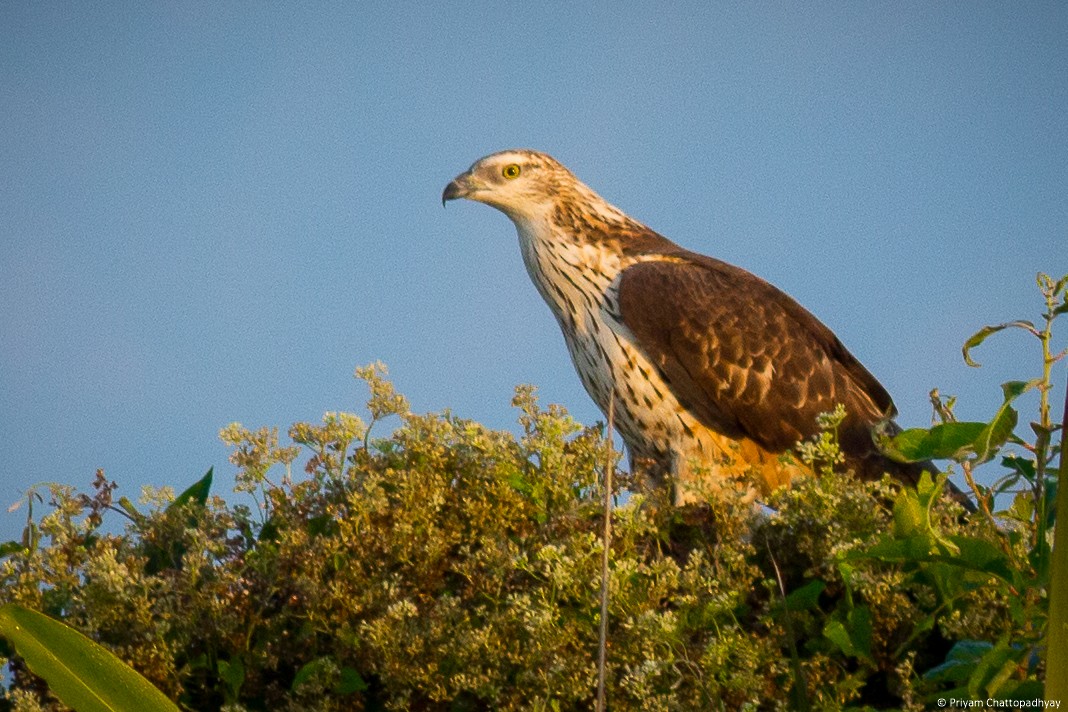 Oriental Honey-buzzard - ML194246341