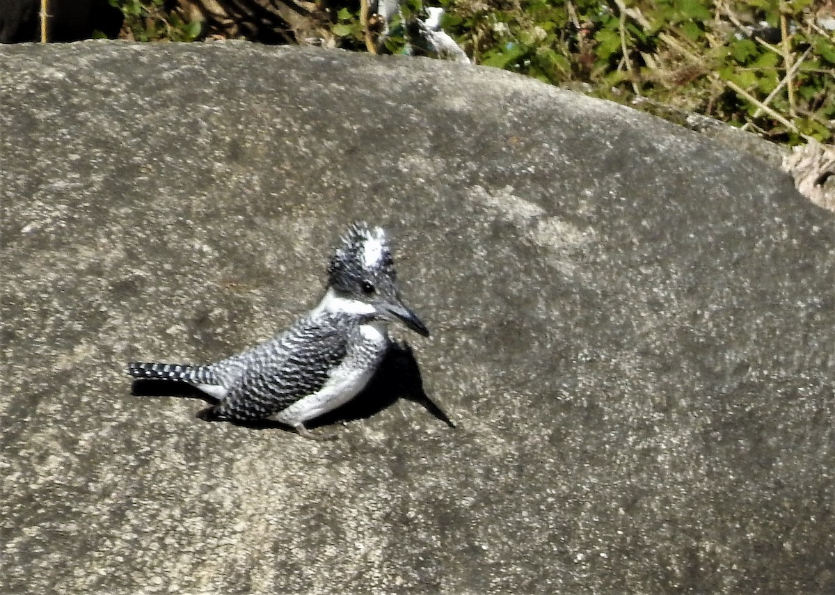 Crested Kingfisher - ML194246481