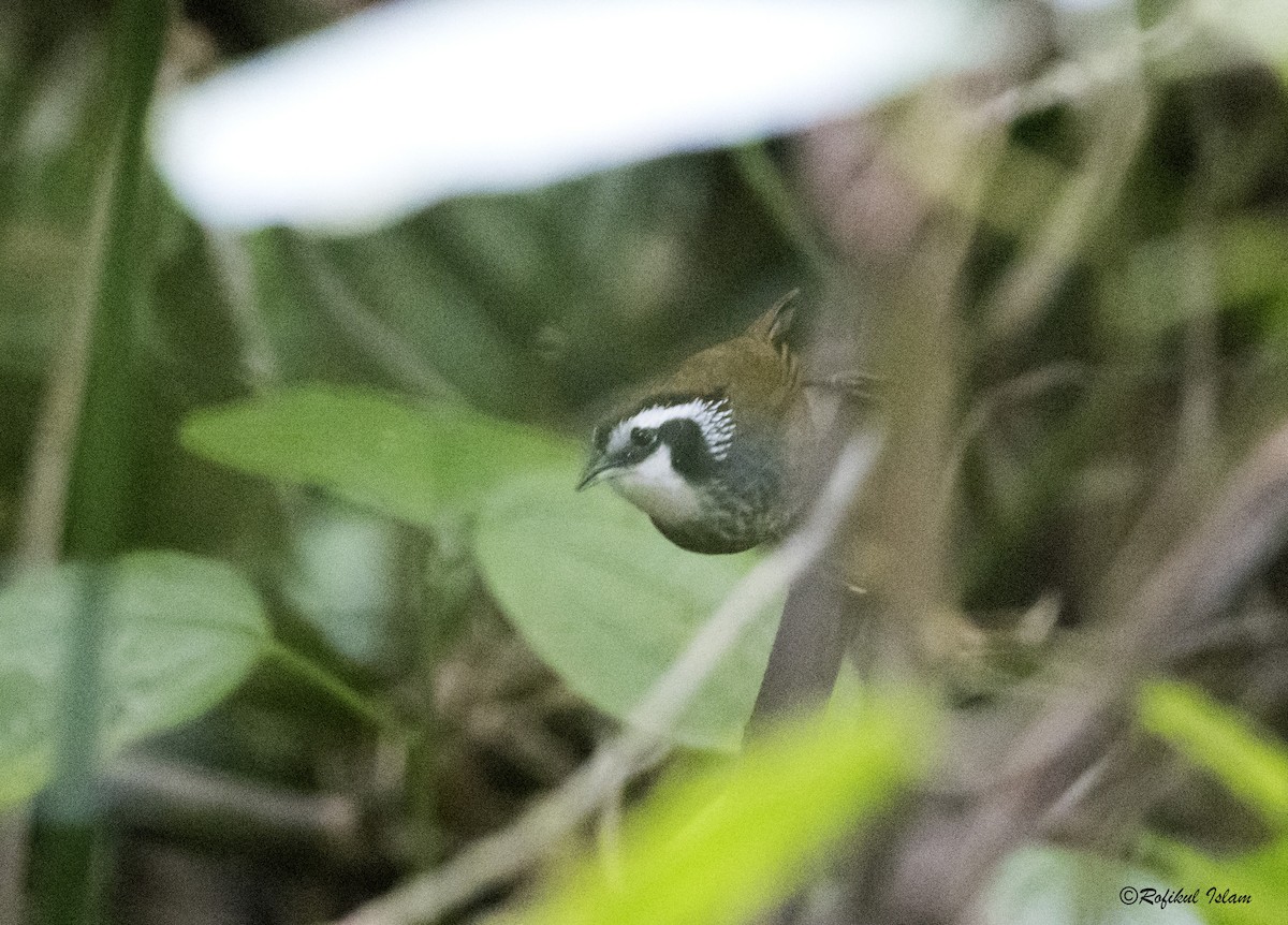 Snowy-throated Babbler - Rofikul Islam