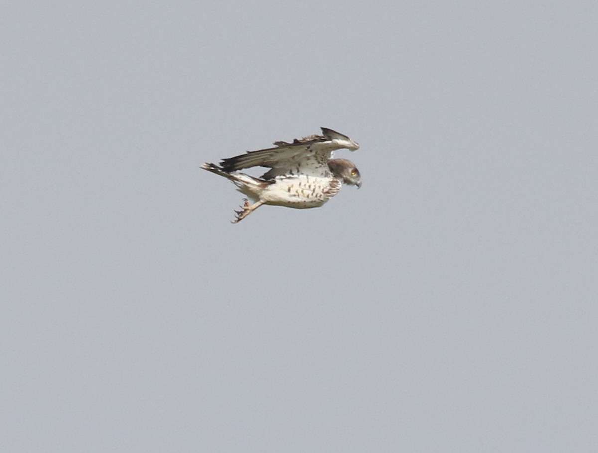 Short-toed Snake-Eagle - ML194246721