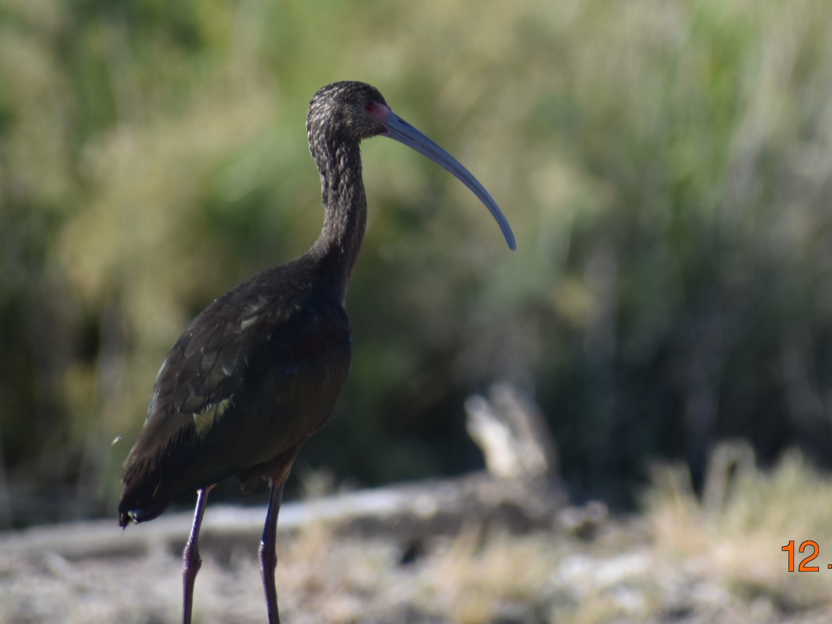 White-faced Ibis - Hanna Kallwass