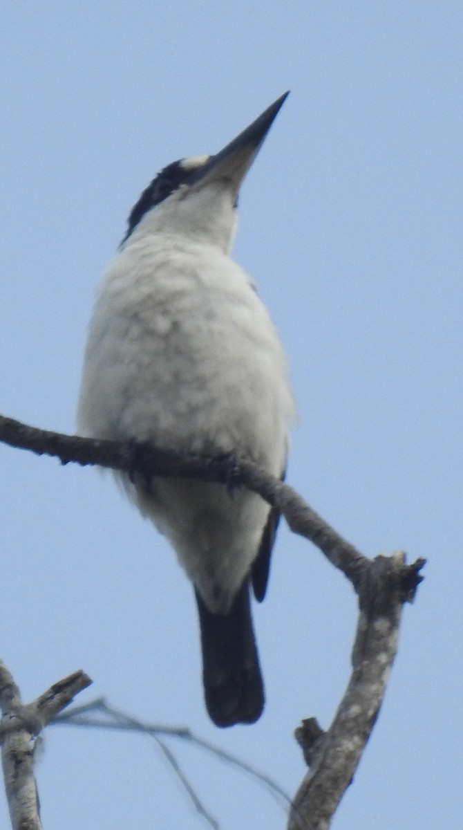 Forest Kingfisher - Michael Grunwell