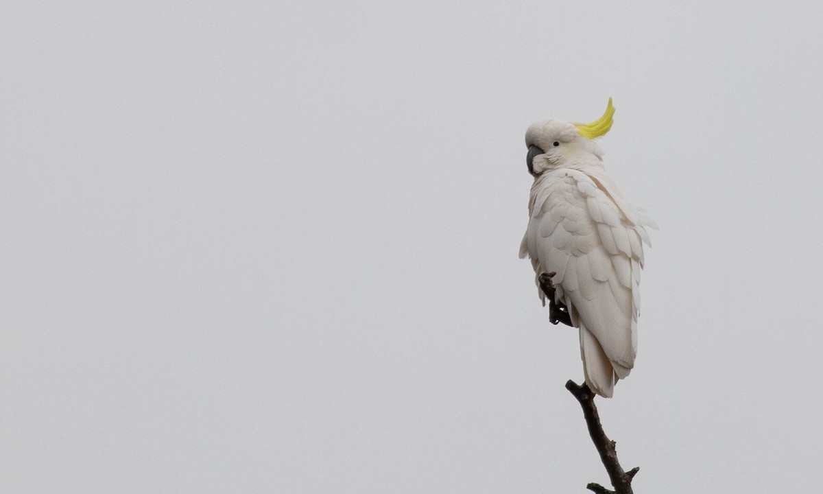 Sulphur-crested Cockatoo - Paul Fenwick