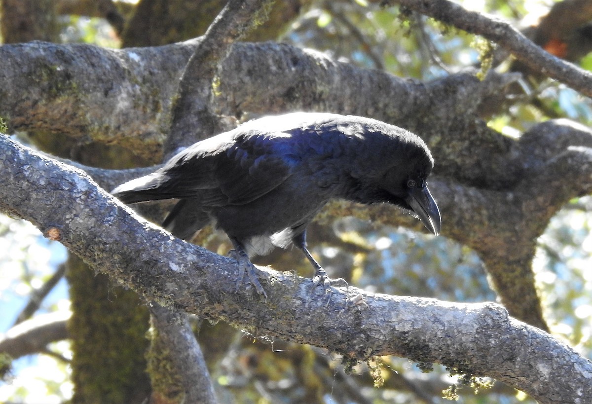 Large-billed Crow - Shivaprakash Adavanne