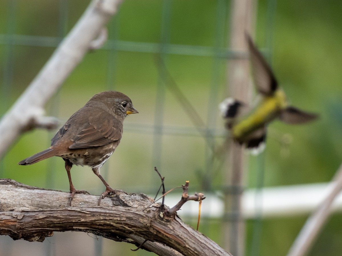 Fox Sparrow - ML194252561