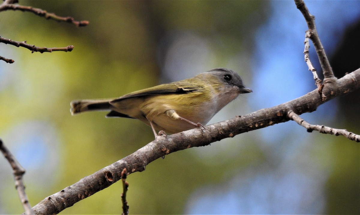 Green Shrike-Babbler - ML194252801