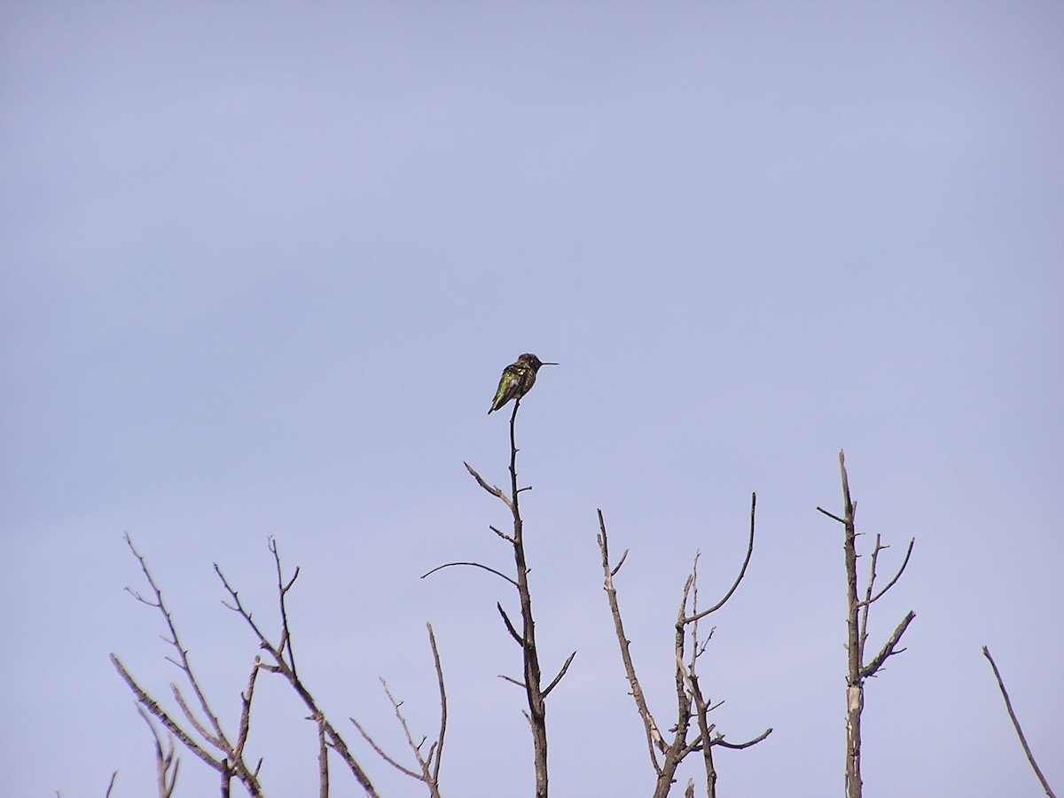 Anna's Hummingbird - ML194253261