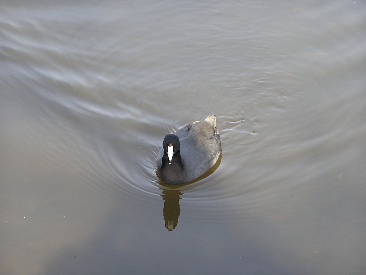 American Coot (Red-shielded) - ML194253321