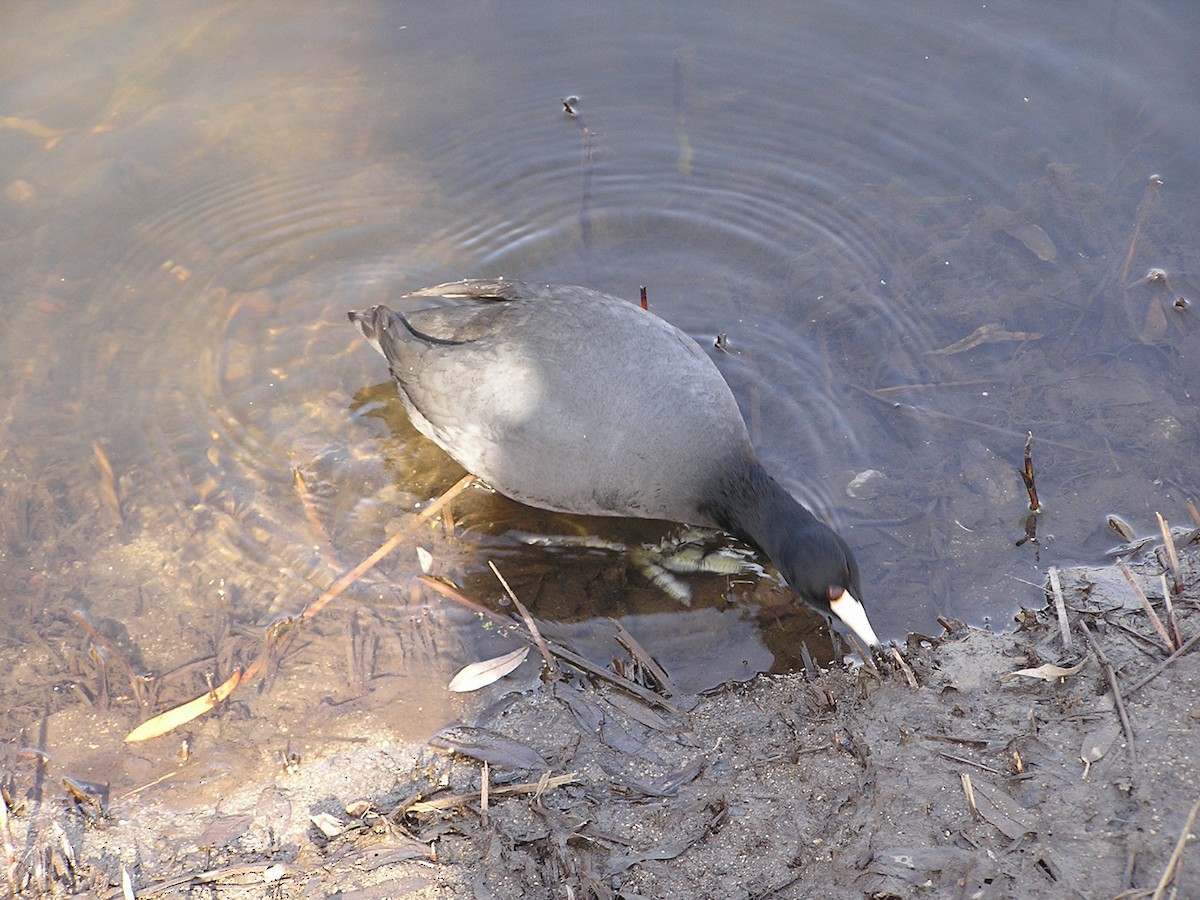 American Coot (Red-shielded) - ML194253331