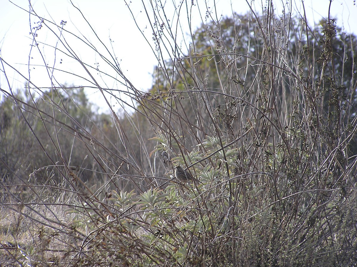Golden-crowned Sparrow - ML194253841