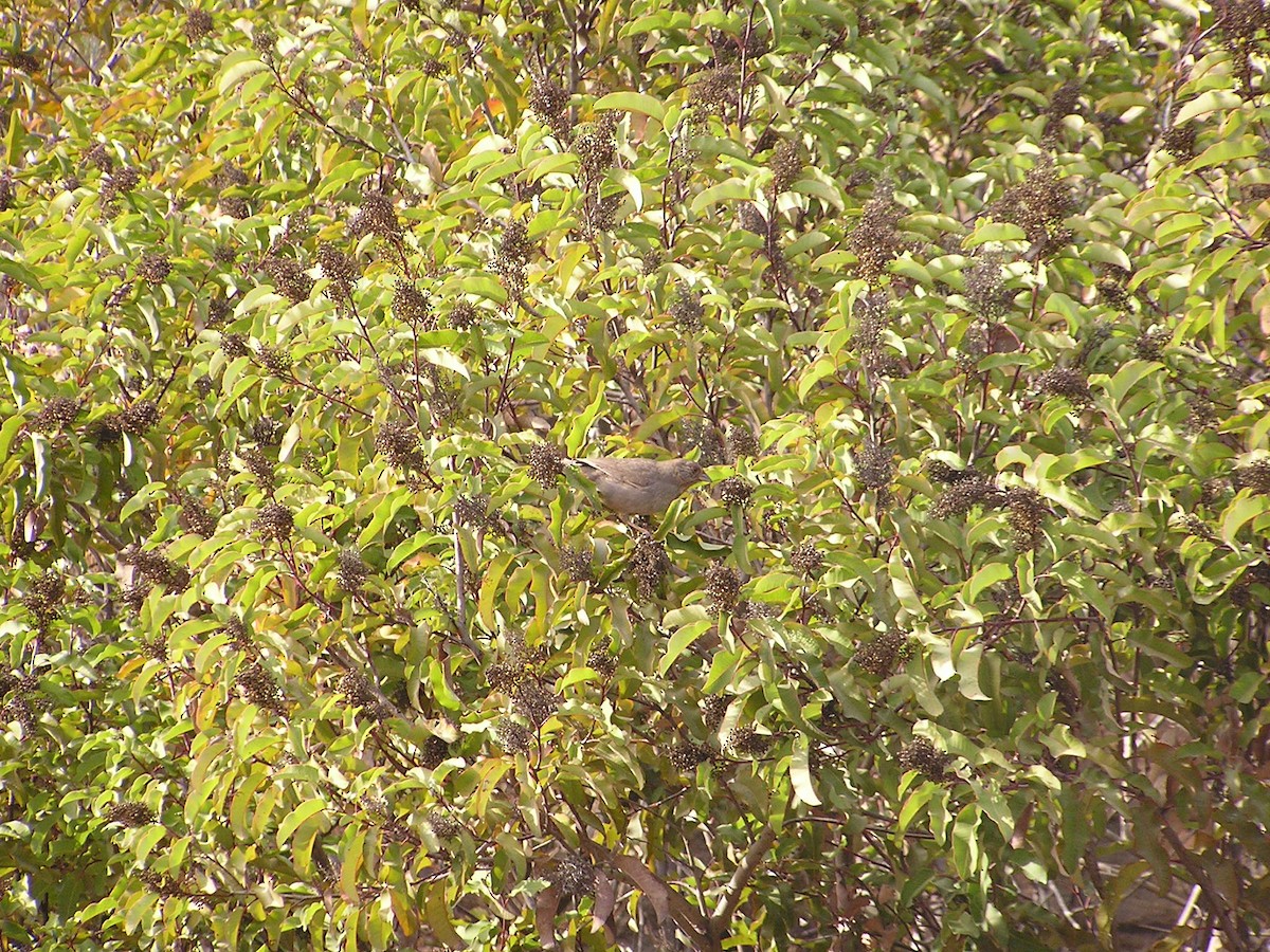 California Towhee - ML194253881