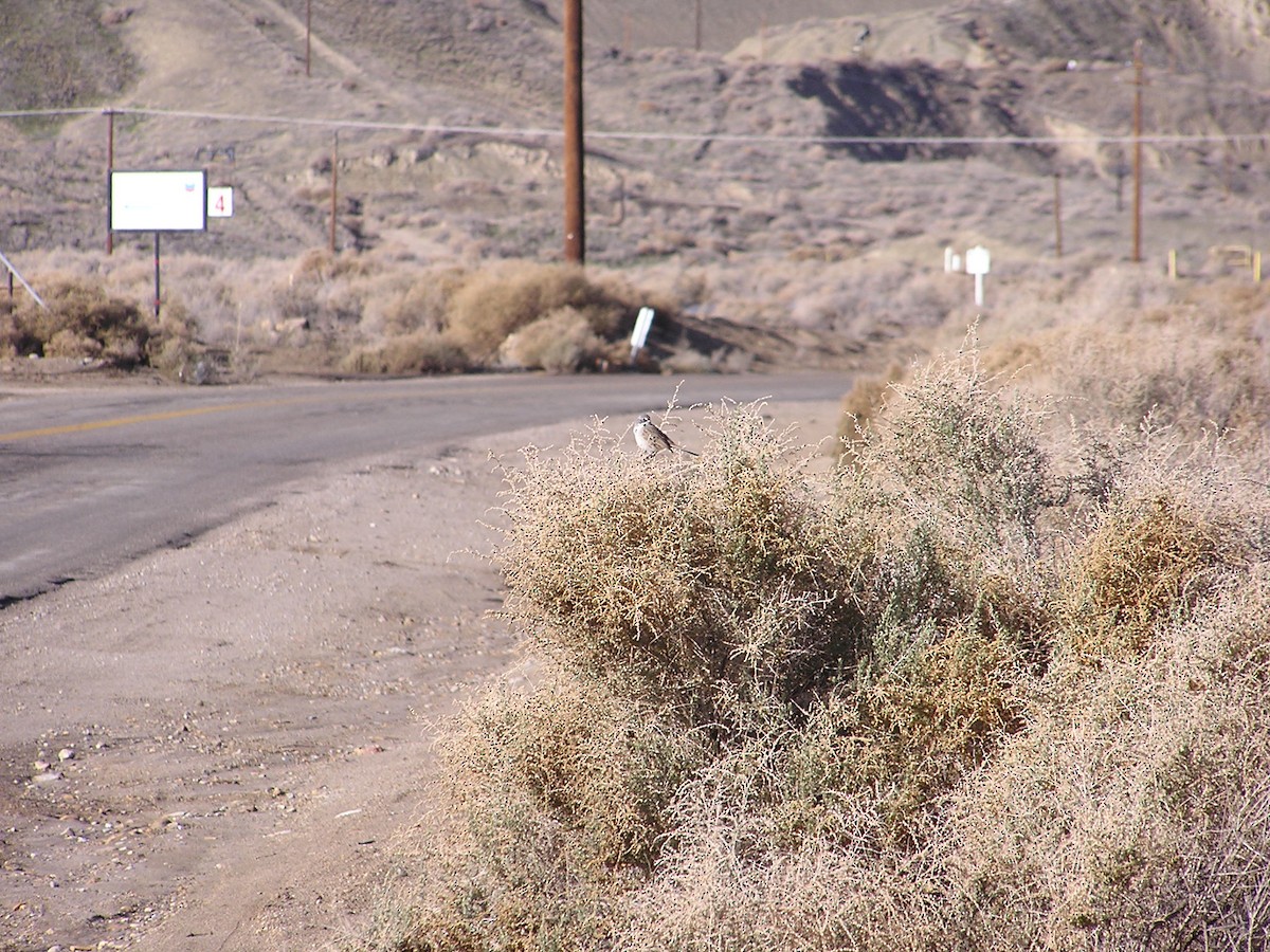 Sagebrush/Bell's Sparrow (Sage Sparrow) - ML194254001