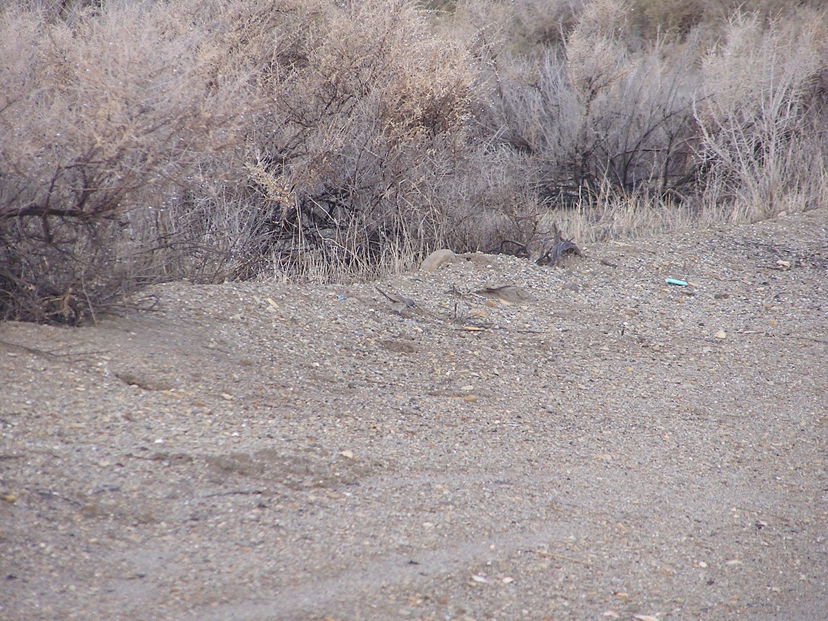 Sagebrush/Bell's Sparrow (Sage Sparrow) - ML194254011