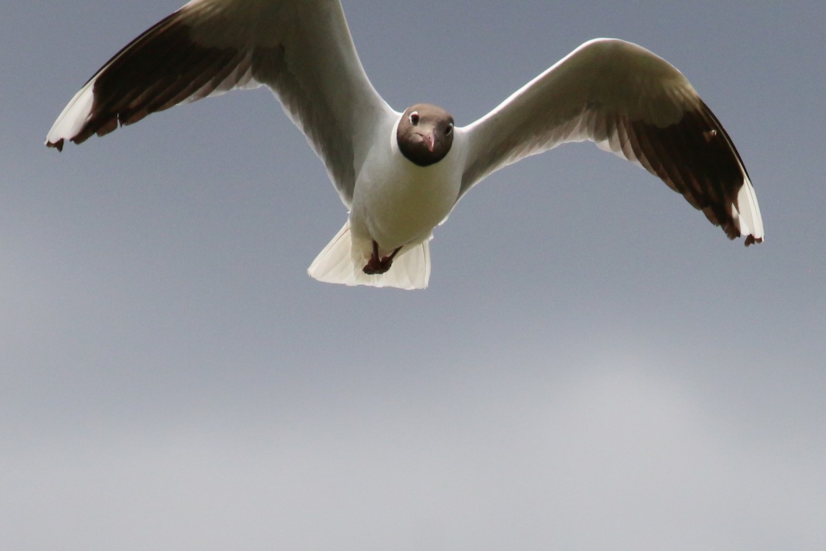 Brown-hooded Gull - Leith Woodall