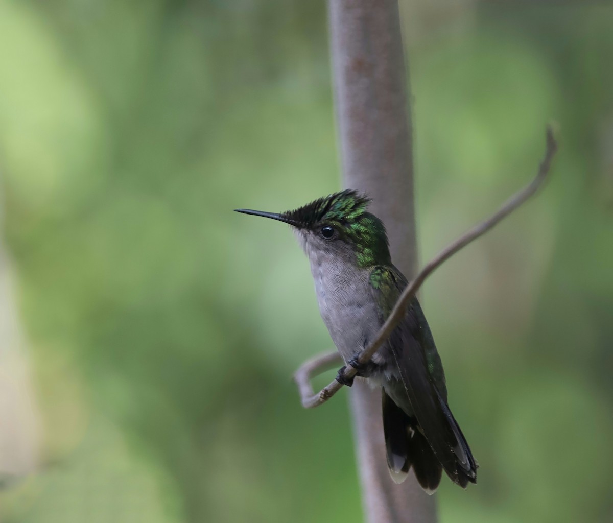 Antillean Crested Hummingbird - Gustavo Melendez